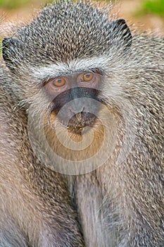 Vervet Monkey, Cercopithecus aethiops, Kruger National Park