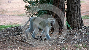 Vervet monkey (Cercopithecus aethiops) Marakele National Park, South Africa