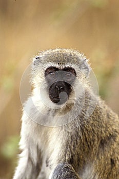 Vervet Monkey, cercopithecus aethiops, Portrait of Female, Kenya