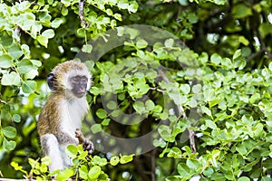 Vervet monkey (Cercopithecus aethiops) sitting in a tree, South