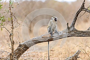 Vervet monkey Cercopithecus aethiops sitting in a tree, South Africa