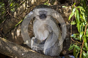 Vervet monkey Cercopithecus aethiops sitting in a tree, South Africa