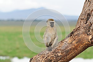 Vervet Monkey (cercopthecus aethiops)