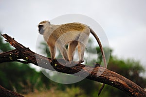 Vervet Monkey (Ceropithecus aethiops)