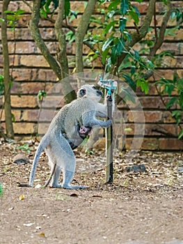 Vervet Monkey & x28;Chlorocebus aethiops& x29;, taken in South Africa