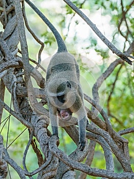 Vervet Monkey (Chlorocebus aethiops), taken in South Africa
