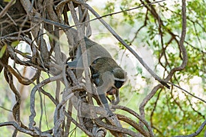 Vervet Monkey & x28;Chlorocebus aethiops& x29;, taken in South Africa