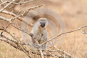 Vervet Monkey (Chlorocebus aethiops), taken in South Africa