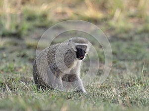 Vervet monkey, Chlorocebus pygerythrus