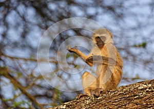Vervet monkey Chlorocebus pygerythrus