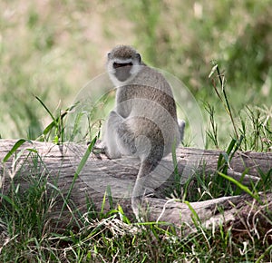 Vervet Monkey, Chlorocebus pygerythrus photo