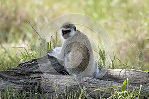 Vervet Monkey, Chlorocebus pygerythrus