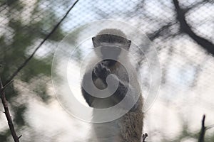 Vervet monkey Chlorocebus pygerythrus