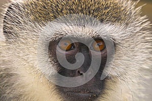 Vervet monkey (Chlorocebus pygerythrus)