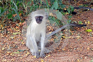 Vervet monkey (Chlorocebus pygerythrus).