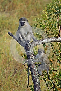 Vervet monkey (Chlorocebus pygerythrus)