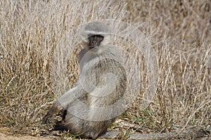 Vervet monkey (Chlorocebus pygerythrus)