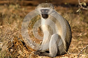 Vervet monkey (Chlorocebus pygerythrus)