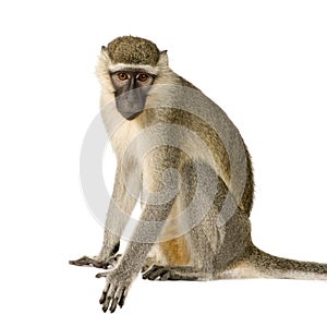 Vervet Monkey - Chlorocebus pygerythrus