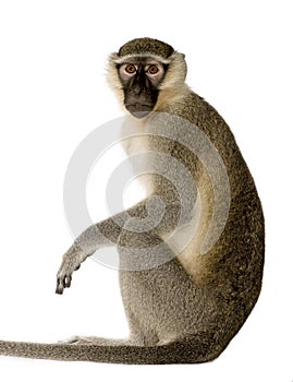 Vervet Monkey - Chlorocebus pygerythrus photo