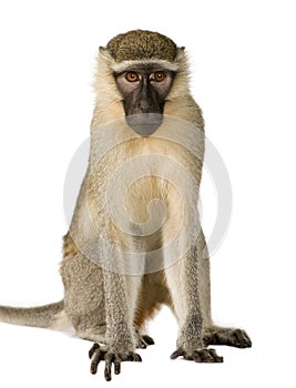 Vervet Monkey - Chlorocebus pygerythrus photo