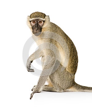 Vervet Monkey - Chlorocebus pygerythrus photo