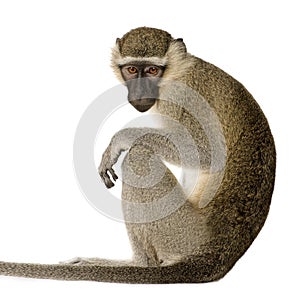 Vervet Monkey - Chlorocebus pygerythrus photo