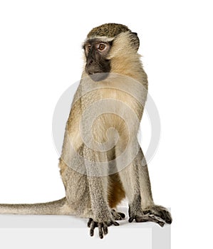 Vervet Monkey - Chlorocebus pygerythrus photo