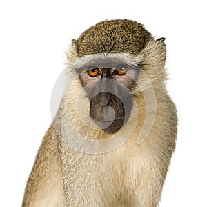 Vervet Monkey - Chlorocebus pygerythrus photo