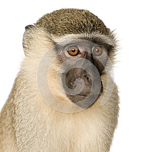 Vervet Monkey - Chlorocebus pygerythrus photo