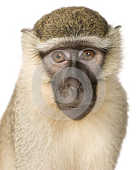 Vervet Monkey - Chlorocebus pygerythrus photo