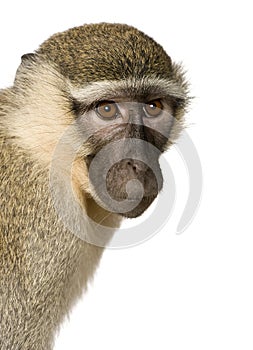 Vervet Monkey - Chlorocebus pygerythrus photo