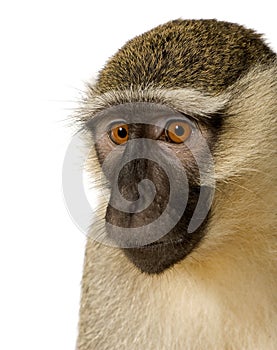 Vervet Monkey - Chlorocebus pygerythrus photo