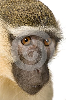 Vervet Monkey - Chlorocebus pygerythrus photo