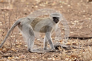 Vervet monkey, Chlorocebus pygerythrus
