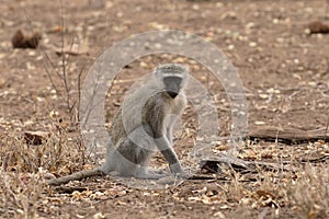 Vervet monkey, Chlorocebus pygerythrus