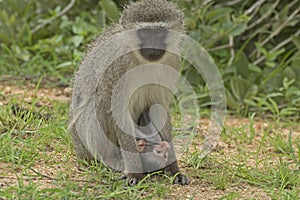 Vervet monkey (Chlorocebus pygerythrus)