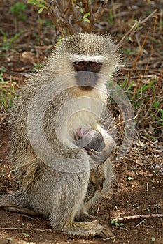 Vervet monkey (Chlorocebus pygerythrus)