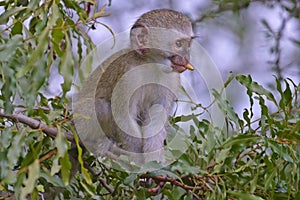 Vervet monkey (Chlorocebus pygerythrus)