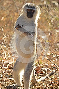 Vervet monkey (Chlorocebus pygerythrus)