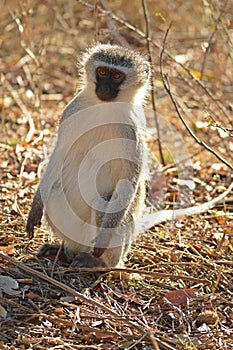 Vervet monkey (Chlorocebus pygerythrus)