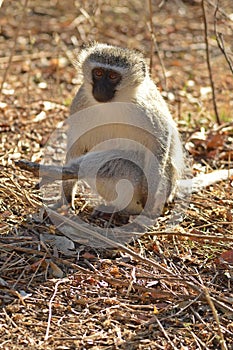 Vervet monkey (Chlorocebus pygerythrus)