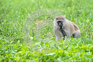 Vervet monkey or Chlorocebus pygerythrus