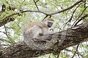 Vervet Monkey Chlorocebus pygerythrus in an Acacia Tree