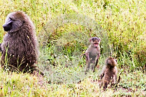 Vervet monkey Chlorocebus pygerythrus with baby