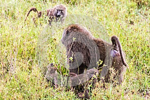 Vervet monkey Chlorocebus pygerythrus with baby