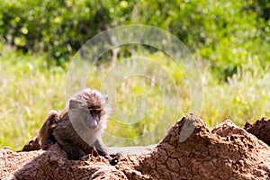 Vervet monkey Chlorocebus pygerythrus baby on rocks