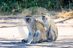 Vervet monkey, Chlorocebus pygerythrus, Botswana
