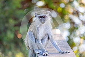 Vervet monkey, Chlorocebus pygerythrus, Botswana