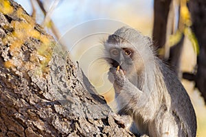 Vervet monkey Chlorocebus pygerythrus eating nuts on a tree in the Marakele National Park, travel destination in South Africa. C
